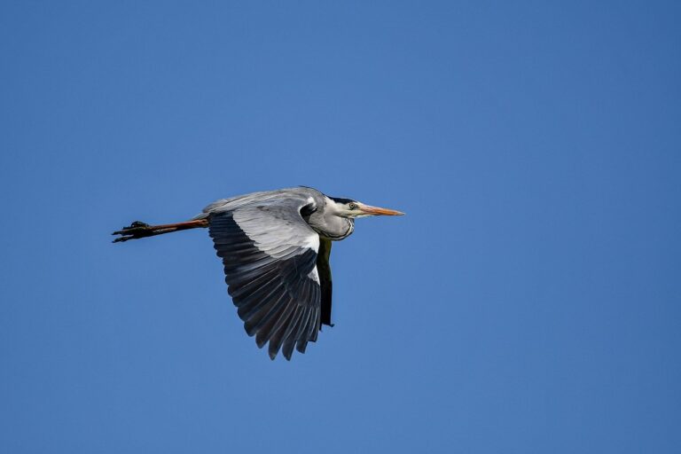 active directory logo flpcrestation
