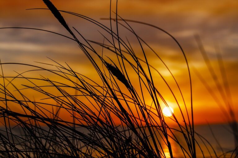 flpcrestation free marks by freelogopng