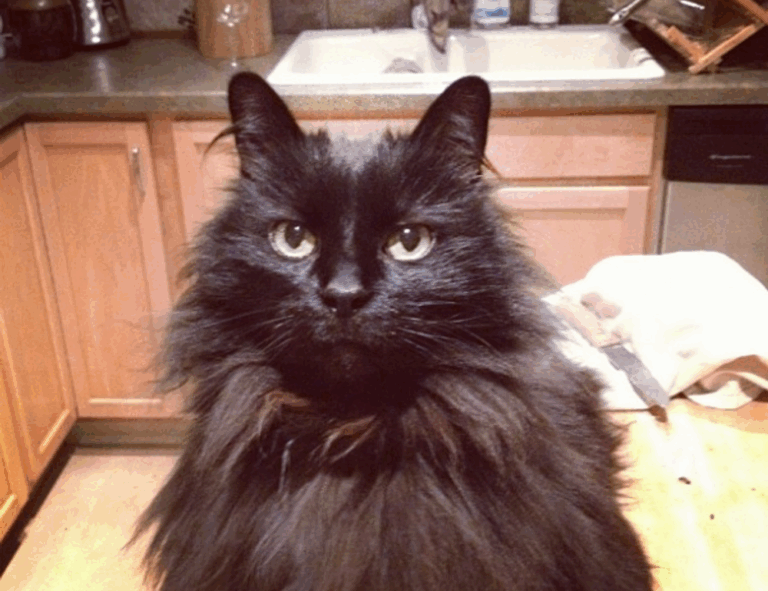 arcachdir exhibition paintings by arcyart