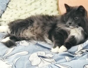 arcahexchibto art directory by arcyart