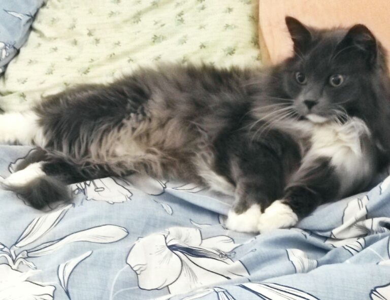 arcahexchibto art directory by arcyart