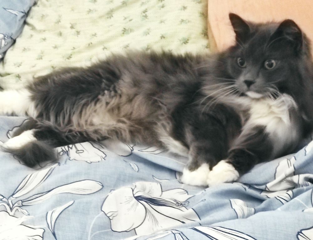 arcahexchibto art directory by arcyart