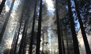 art articles artypaintgall