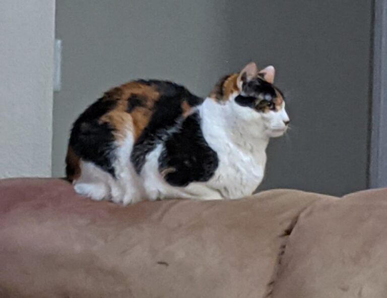 art directory arcahexchibto