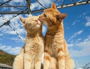 bug on dropbox 8737.idj.029.22