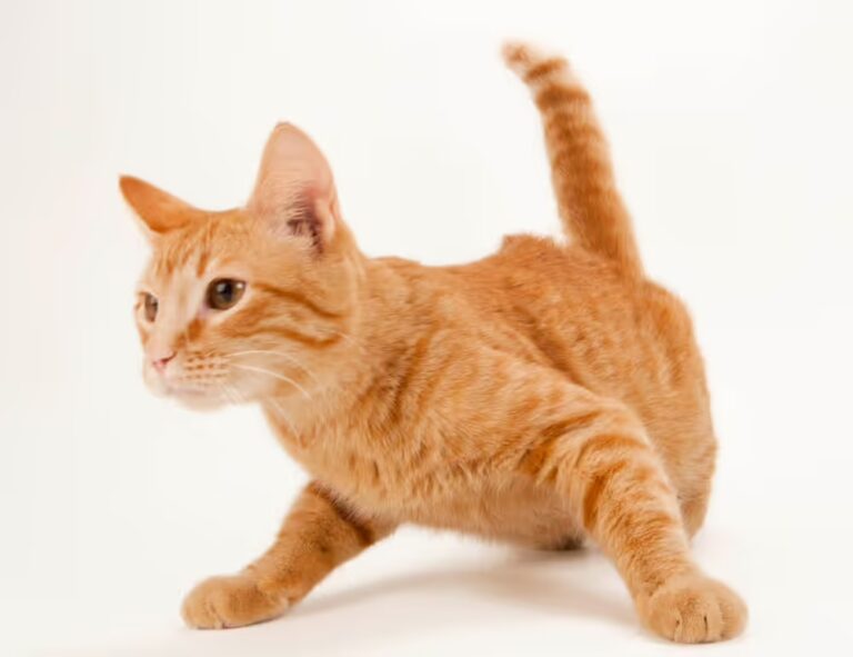 exhibition art arcachdir