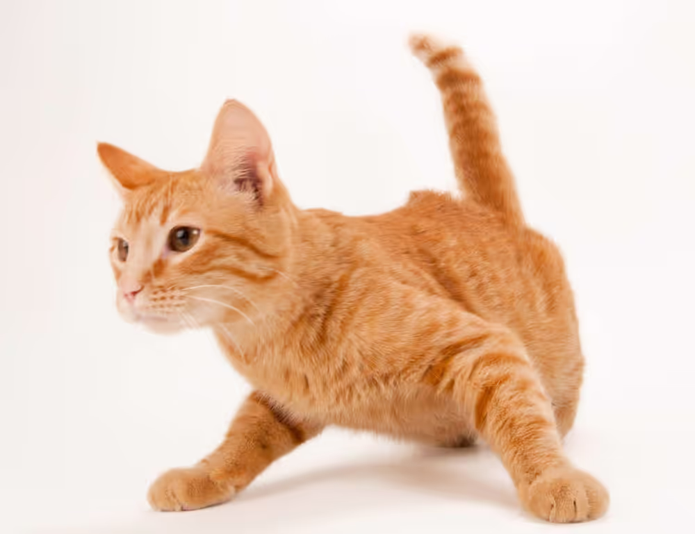 exhibition art arcachdir