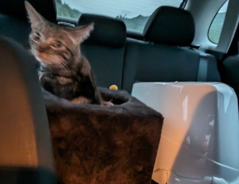 exhibition paintings arcachdir