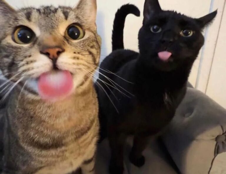 flpemblemable free emblem by freelogopng