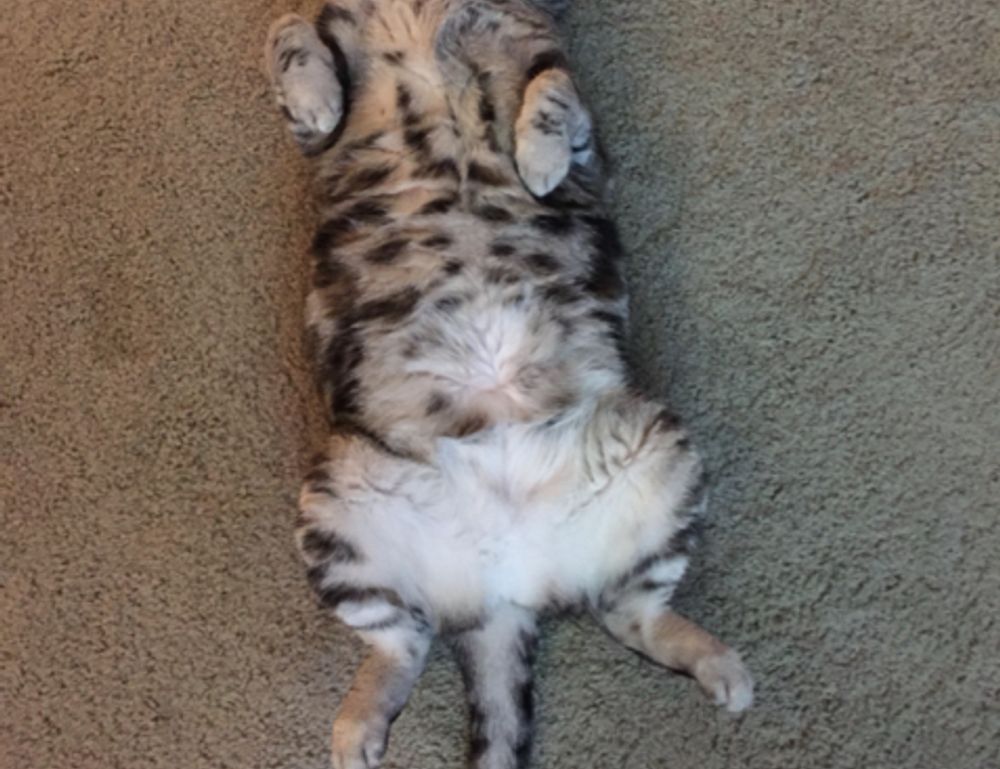 flpemblemable free emblem design from freelogopng