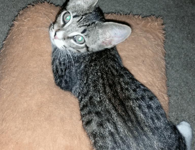 how are zayepro pharmaceuticals ltd drugs made