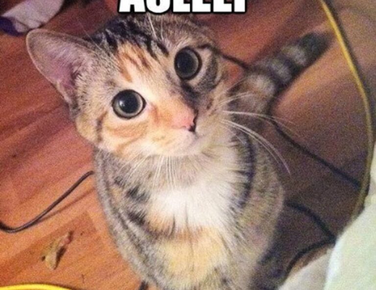 how to download widdeadvi in pc windows 7