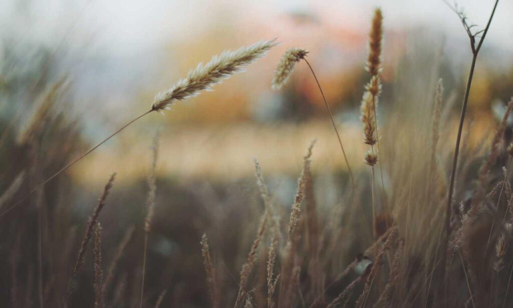 what is logo symbol flpemblemable