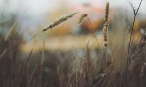 what is logo symbol flpemblemable