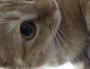 why sumcuyu high in potassium