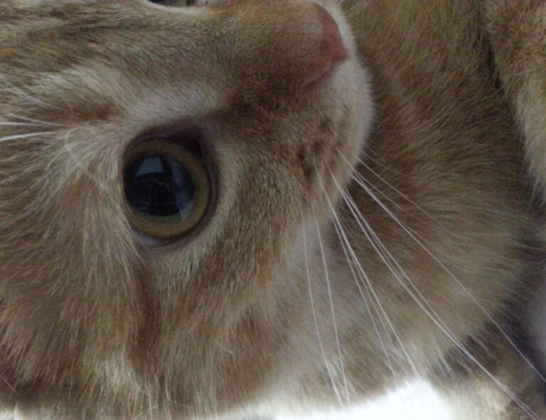 why sumcuyu high in potassium