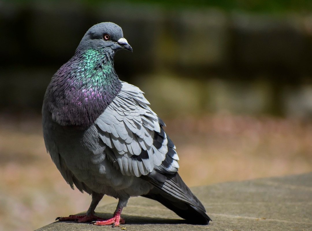 What Sets the mat6tube Downloader Apart from the Rest